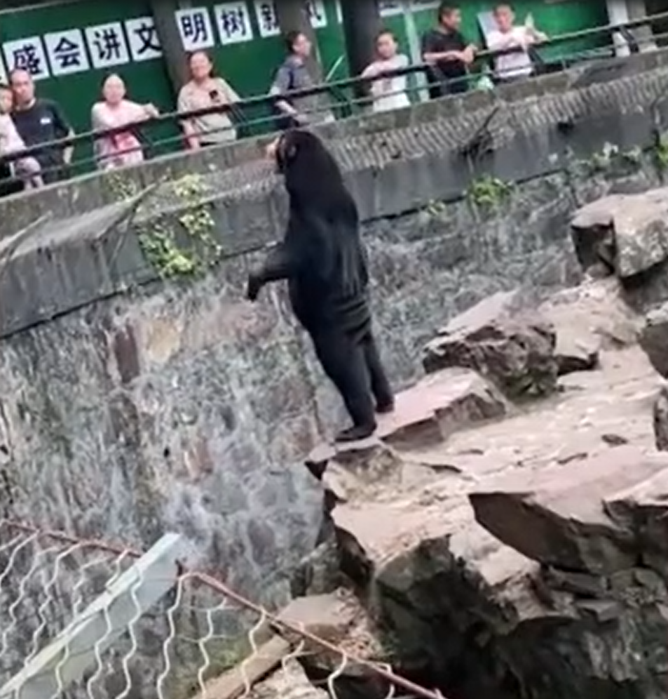 人扮熊爭議|內地杭州動物園的馬來熊被指似人扮,園方已澄清並非如此。(互聯網)