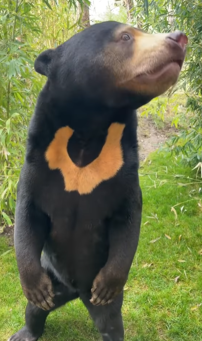 人扮熊爭議|英國赫特福德郡天堂野生動物公園發布其馬來熊站立片段,睇落都係幾似人。(互聯網)