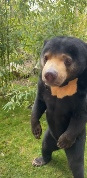 人扮熊爭議|英國赫特福德郡天堂野生動物公園發布其馬來熊站立片段,睇落都係幾似人。(互聯網)