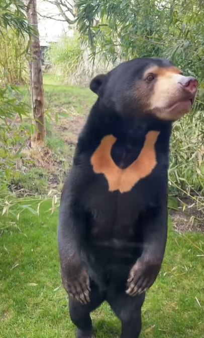 人扮熊爭議|英國赫特福德郡天堂野生動物公園發布其馬來熊站立片段,睇落都係幾似人。(互聯網)