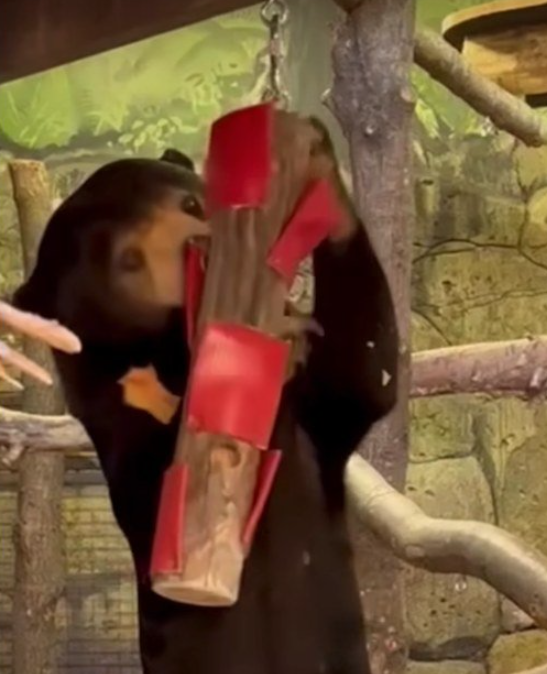 人扮熊爭議|英國赫特福德郡天堂野生動物公園發布其馬來熊站立片段,睇落都係幾似人。(互聯網)