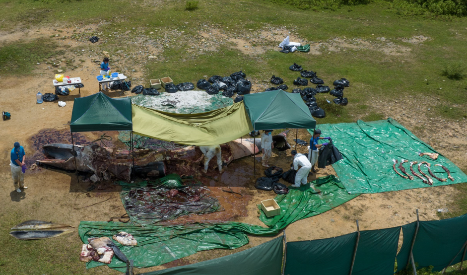 西貢布氏鯨完成解剖程序,明日埋萬宜水庫以作日後研究用途。