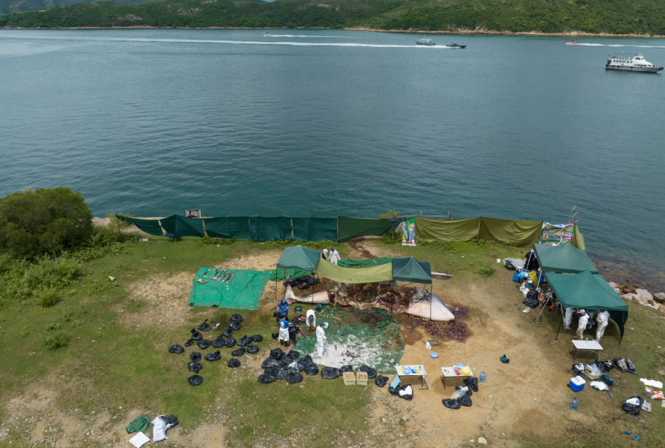 西貢布氏鯨完成解剖程序,明日埋萬宜水庫以作日後研究用途。