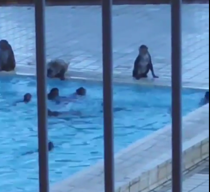 網上熱話|荃灣老圍馬騮族群落泳池游水降暑? 目擊者羡慕:幾嘆喇!