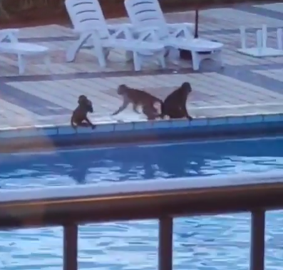 網上熱話|荃灣老圍馬騮族群落泳池游水降暑? 目擊者羡慕:幾嘆喇!