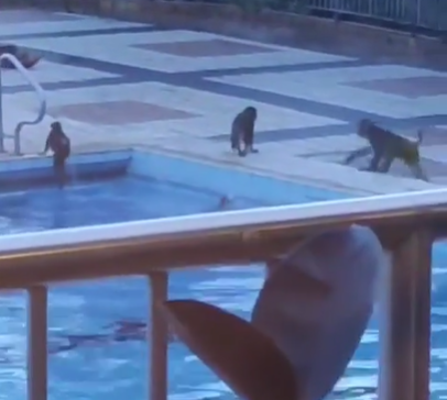 網上熱話|荃灣老圍馬騮族群落泳池游水降暑? 目擊者羡慕:幾嘆喇!