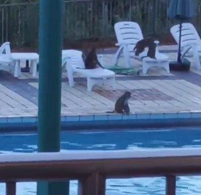 網上熱話|荃灣老圍馬騮族群落泳池游水降暑? 目擊者羡慕:幾嘆喇!