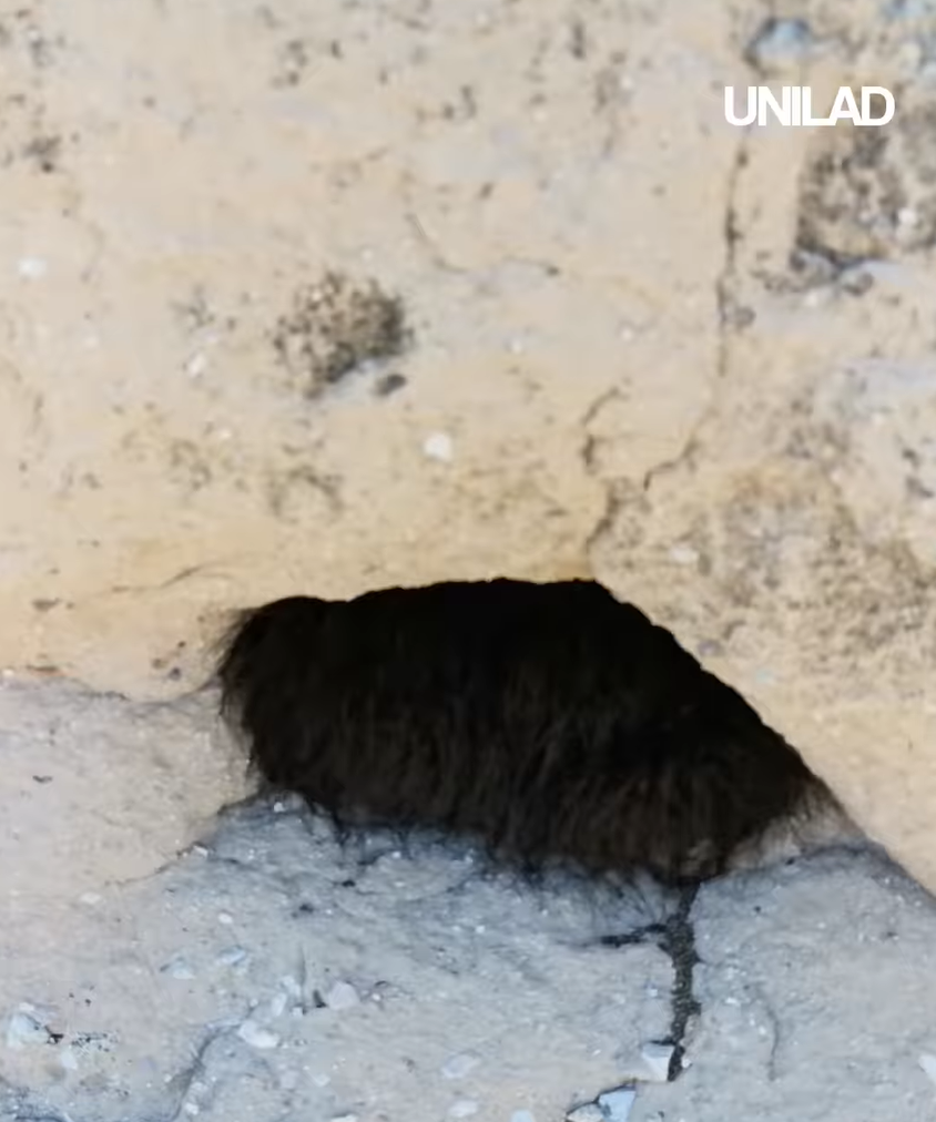 網上熱話|慎入!路邊見毛茸茸黑狗躲於洞內 男子輕輕一摸 看得人魂飛魄散