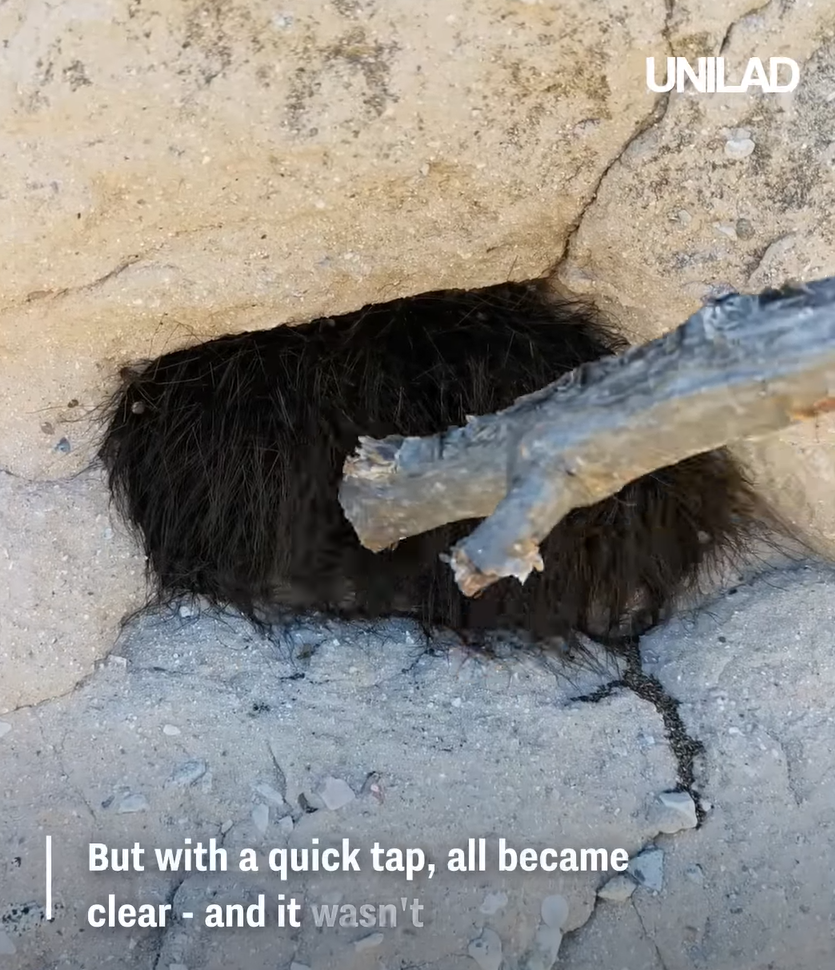 網上熱話|慎入!路邊見毛茸茸黑狗躲於洞內 男子輕輕一摸 看得人魂飛魄散