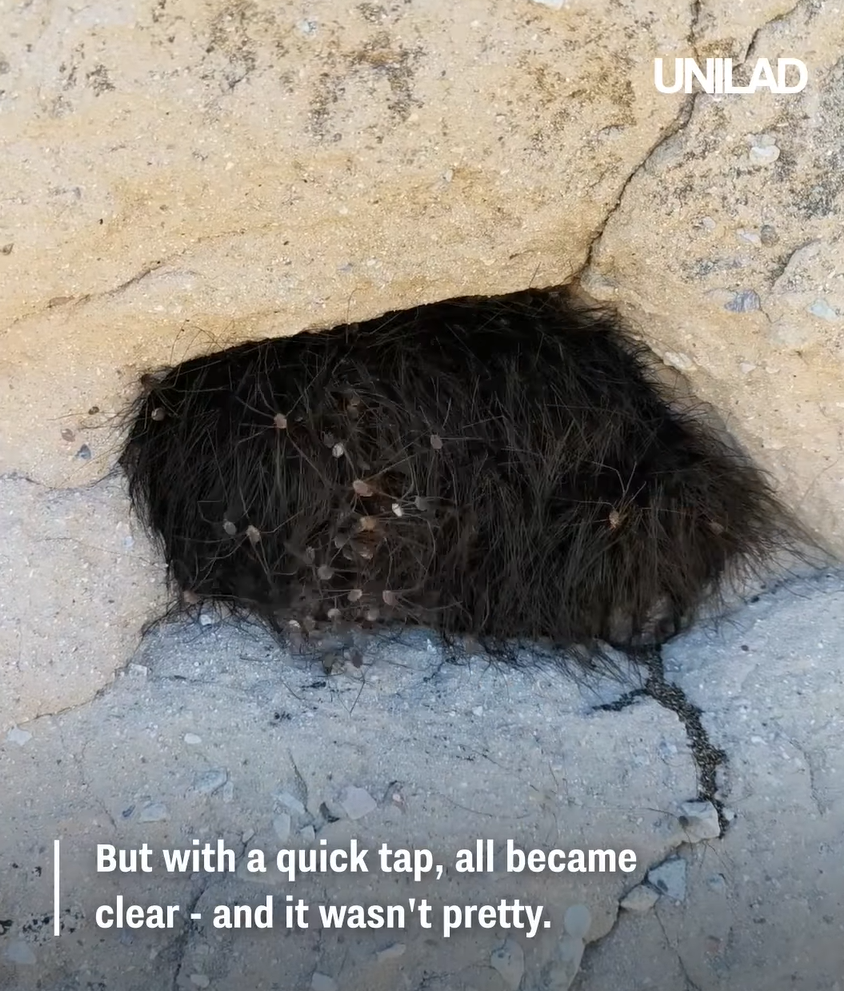 網上熱話|慎入!路邊見毛茸茸黑狗躲於洞內 男子輕輕一摸 看得人魂飛魄散