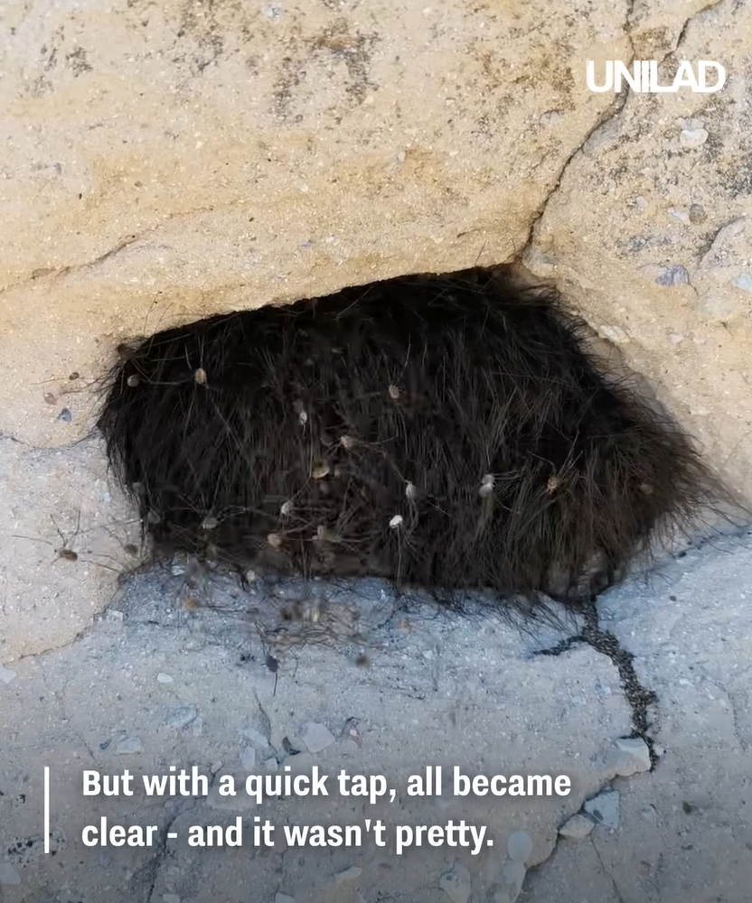 網上熱話|慎入!路邊見毛茸茸黑狗躲於洞內 男子輕輕一摸 看得人魂飛魄散