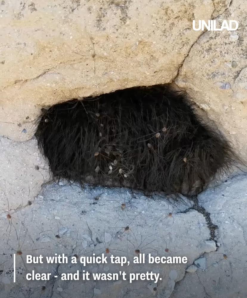 網上熱話|慎入!路邊見毛茸茸黑狗躲於洞內 男子輕輕一摸 看得人魂飛魄散