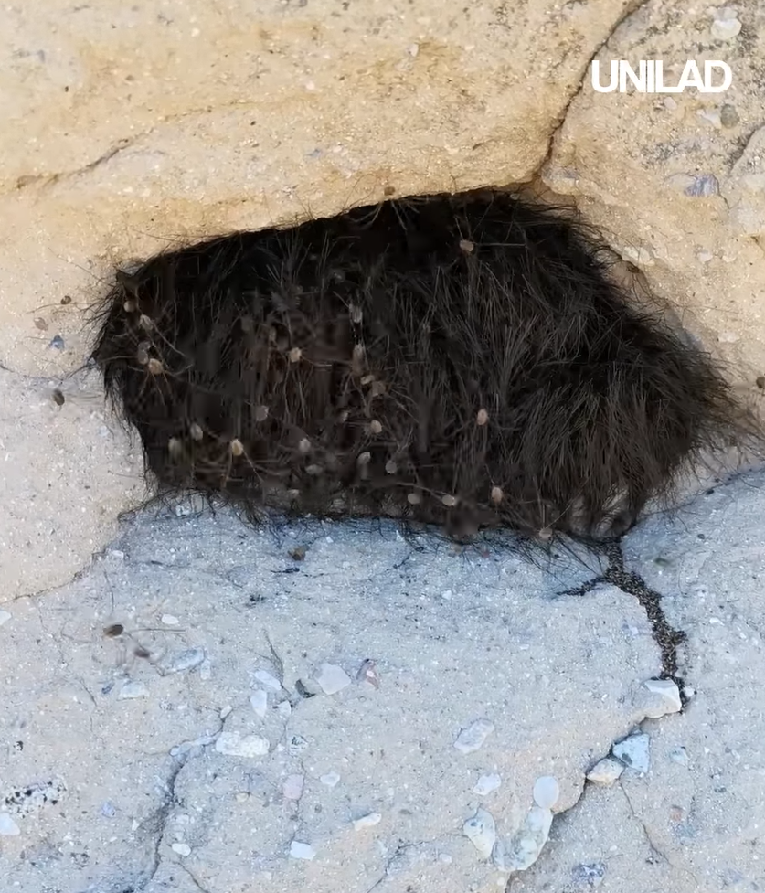 網上熱話|慎入!路邊見毛茸茸黑狗躲於洞內 男子輕輕一摸 看得人魂飛魄散