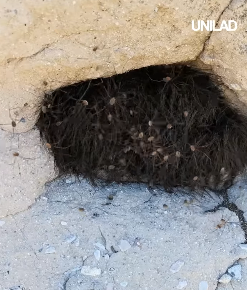 網上熱話|慎入!路邊見毛茸茸黑狗躲於洞內 男子輕輕一摸 看得人魂飛魄散