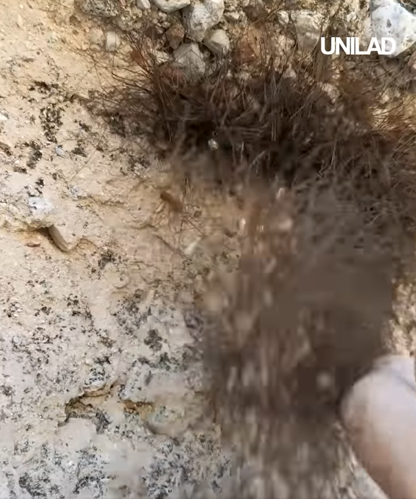 網上熱話|慎入!路邊見毛茸茸黑狗躲於洞內 男子輕輕一摸 看得人魂飛魄散