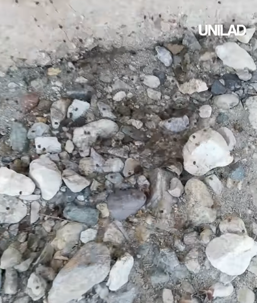 網上熱話|慎入!路邊見毛茸茸黑狗躲於洞內 男子輕輕一摸 看得人魂飛魄散