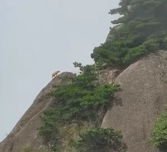 有遊客到大陸安徽著名景點黃山遊玩時,捕捉到了疑似國家一級保護動物「雲豹」。