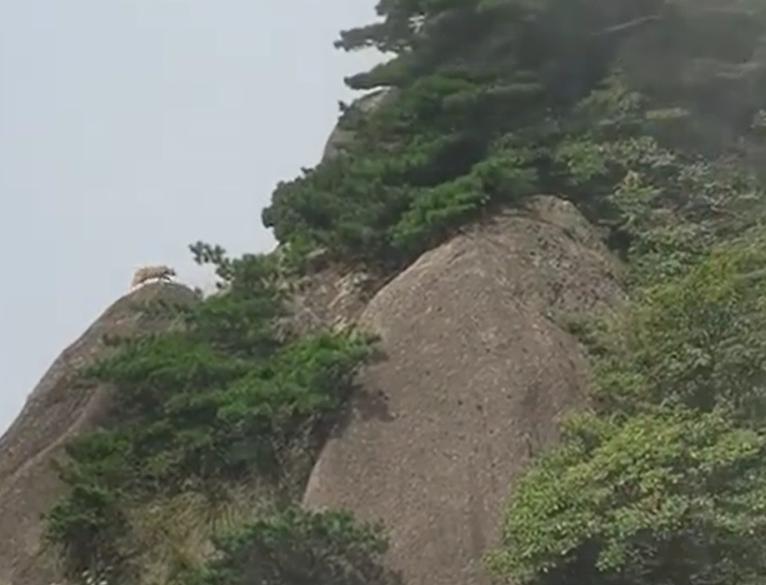 有遊客到大陸安徽著名景點黃山遊玩時,捕捉到了疑似國家一級保護動物「雲豹」。