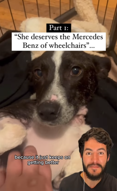 有網民留言說狗狗Bunny「值得擁有一架平治輪椅」。(互聯網)