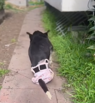 狗狗Bunny被車撞須截除後腿,再遭主人遺棄。(互聯網)