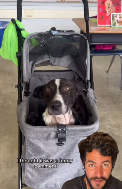 狗狗Bunny被車撞須截除後腿,再遭主人遺棄。(互聯網)