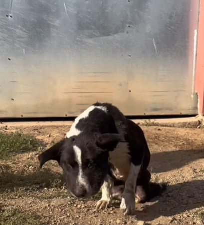 狗狗Bunny被車撞須截除後腿,再遭主人遺棄。(互聯網)