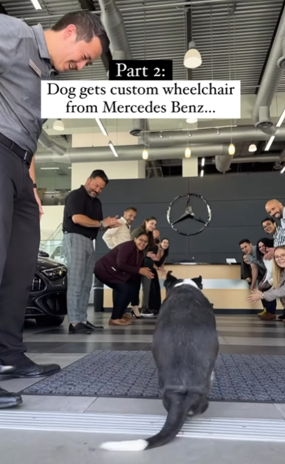 狗狗Bunny迎接歷史一刻。(互聯網)