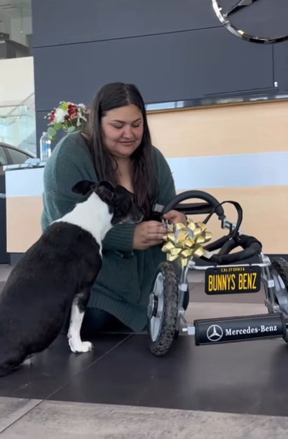 狗狗Bunny獲平治打造「Benz輪椅」。(互聯網)