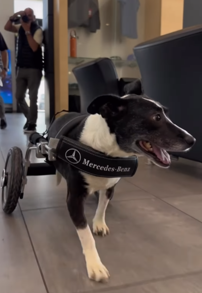 狗狗Bunny獲平治打造「Benz輪椅」,幾威風!(互聯網)