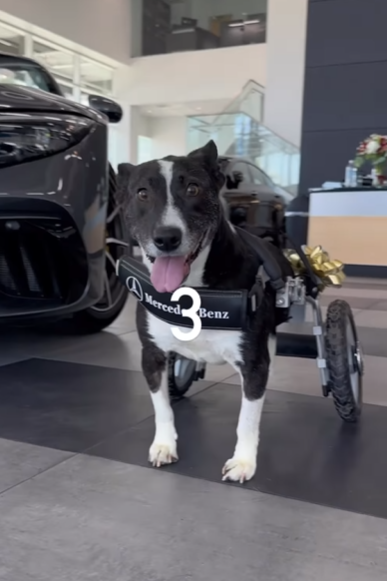 狗狗Bunny獲平治打造「Benz輪椅」,幾威風!(互聯網)