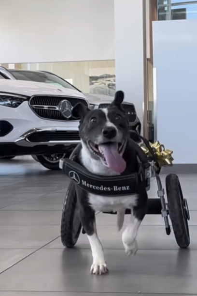 狗狗Bunny獲平治打造「Benz輪椅」,幾威風!(互聯網)