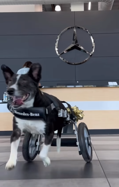 狗狗Bunny獲平治打造「Benz輪椅」。(互聯網)