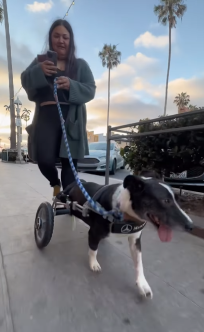 狗狗Bunny現在終於可以順利出街散步。(互聯網)