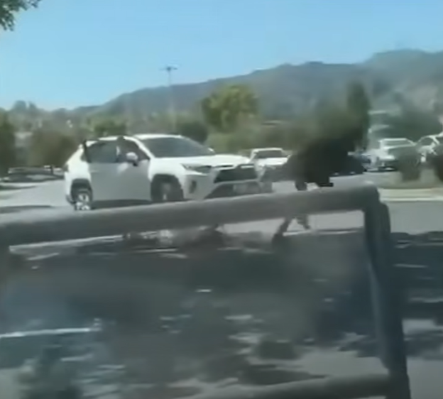 洛杉磯|遇劫老婦慘被拖行。(互聯網)