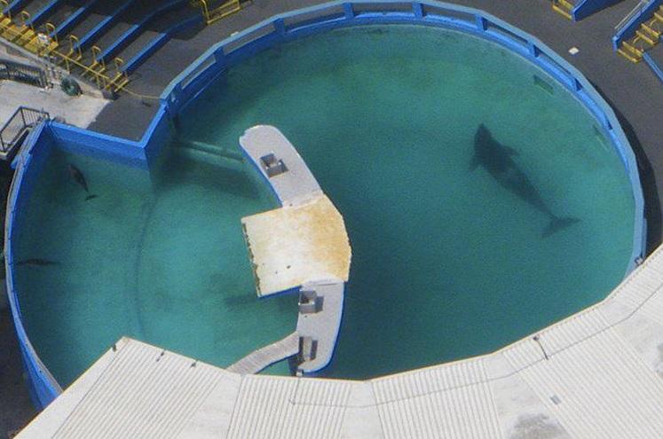 洛利塔住在空間不大的水族箱。(互聯網)