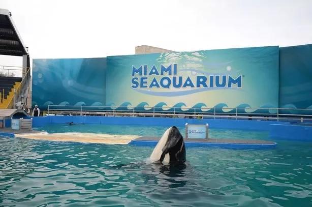 洛利塔是邁阿密海洋水族館的台柱。(互聯網)