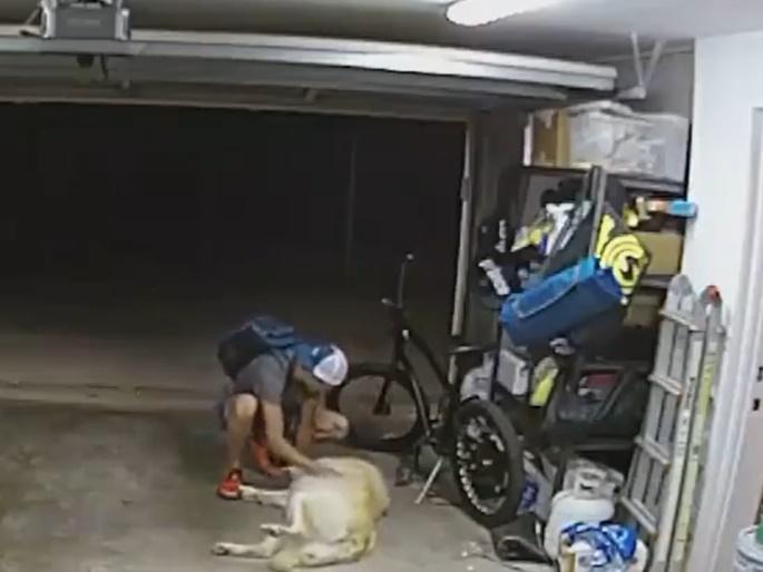 狗狗亦安大方地反轉肚仔讓賊人摸。(X)