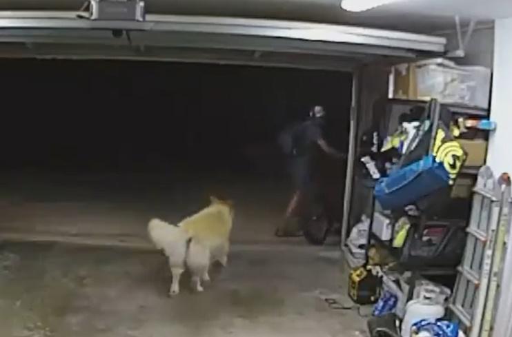 狗狗則似乎依依不捨的跟在後面,目送主人的單車被偷走。(X)