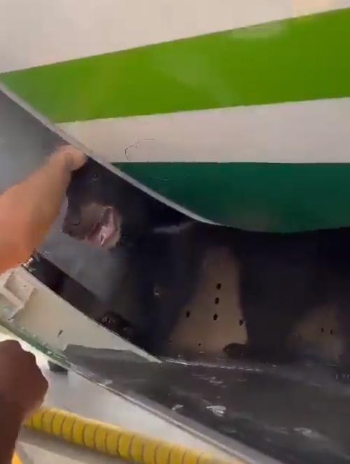 黑熊將頭探出貨艙張望。(X)