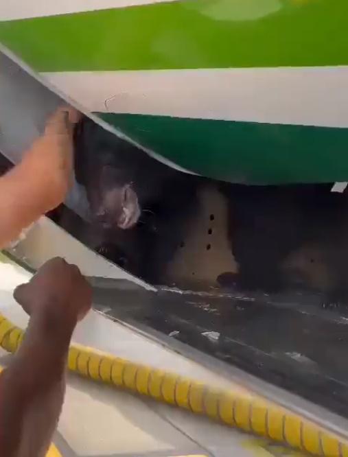 一名機場人員立刻輕撫該熊頭,嘗試去緩和牠的情緒。(X)