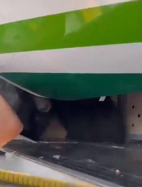 黑熊見未能離開,就轉身返回貨艙繼續徘徊踱步。(X)