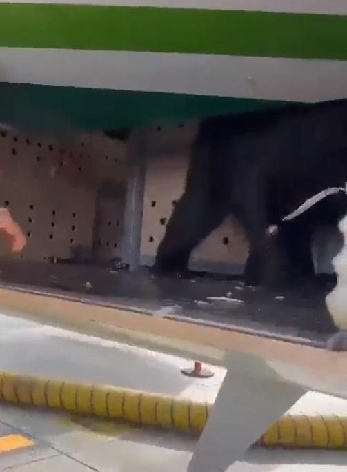 黑熊見未能離開,就轉身返回貨艙繼續徘徊踱步。(X)