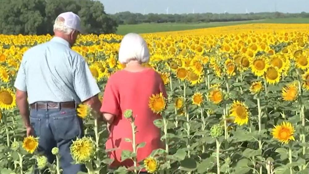 意味Lee Wilson需要在每一公頃土地上灑上1.5萬顆葵花籽。(X)