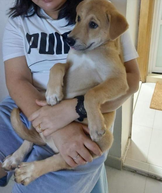 「唐不甩家族」義工於5月1日將約2個月大唐狗嘰嘰交一名女子領養。(香港動物報)