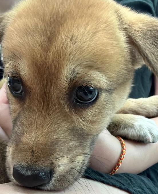 「唐不甩家族」義工於5月1日將約2個月大唐狗嘰嘰交一名女子領養。(香港動物報)