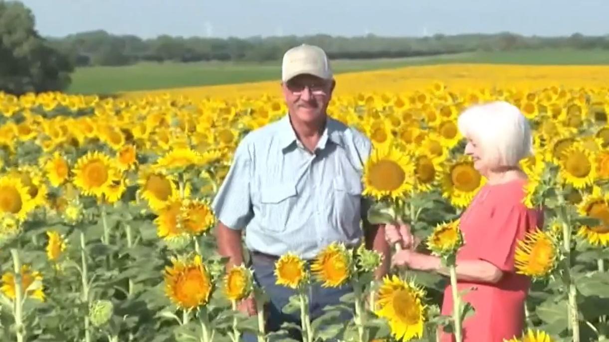 Renee說:「沒有比向日葵田更完美的周年紀念禮物,感覺很特別。」(X)