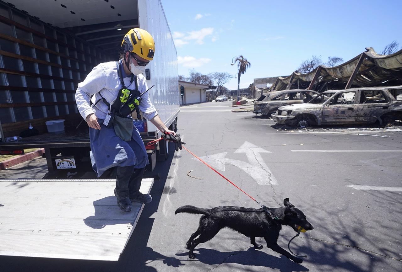 搜索小組已經出動20隻「尋屍犬」前往災區逐街搜索。(AP)