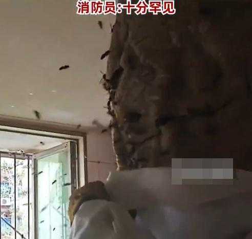 消防稍接近蜂巢,裡頭隨即有近百隻黃蜂飛出。(微博)