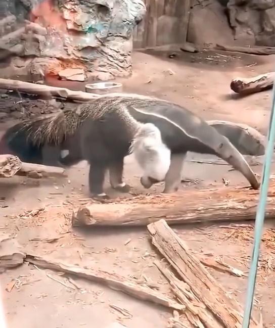 白色毛髮上竟然有著黑色眼窩和嘴巴,猶如大熊貓的頭。(微博)