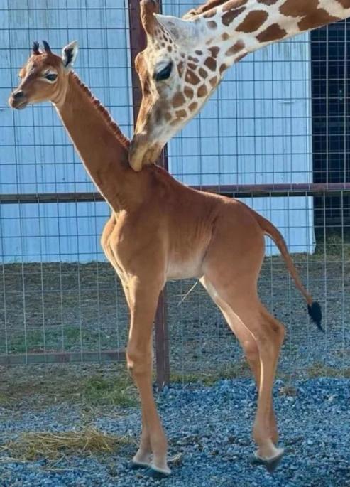 隔51年再現,美誕生罕見無斑點長頸鹿。(X)